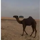 حواره على دبيان الصفر جدها سلطان الصفر