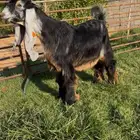 تيس عارضي عطر خصم