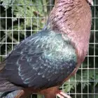 حمام