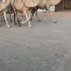 ذود شقح