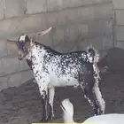 فحل جنوبي المزاحمية