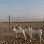 جفار بيشيات صنف وجرم