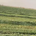 برسيم مخلوط