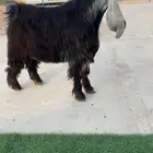 تيس عارضي فحل صنف خصم تم البيع