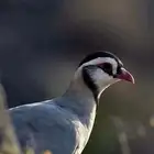 قهد قهابا