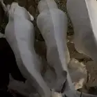 تيوس وجفار