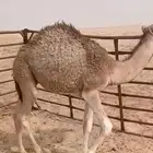 قعود سمين فل عمره حول 8 شهور