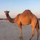 للبيع ناقه ثنيه