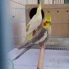 طيور كروان