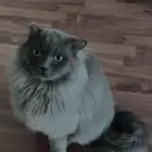 قط ذكر معقم ضايع بالله الي يلاقيه يتواصل معاي