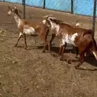 معزاء للبيع