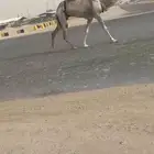 خفوت وضحا