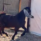 تيس شحم ثلاجة