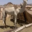 قعود