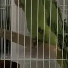 طير دره مفقود