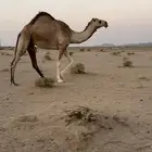 بكره شقحاء