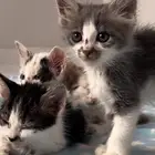 قطط للتبني للتواصل
