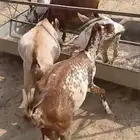 غنم بلدي اناث