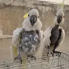 زوج كوكاتو اليف ومنتج و يوجد اقساط تم البيع