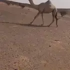 بكره شقحا شقحا