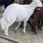 خروف وتيوس مخصاه وعنقان