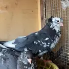 جوز قنادي