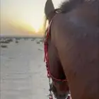 من خابرلي حصان من 1500. الا 2000