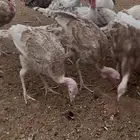 افراح رومي ثلاثة أشهر