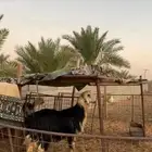 خروف نجدي