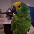 امزون اليف جدا حمامه