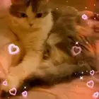 للتبني