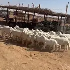 هرافي حري