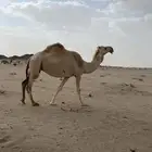لقحه في شهر 7 شرط من كل العذاريب حليبها واجد