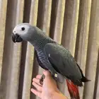فرخ كاسكو اليف حمامة