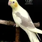 فرخ كروان مميز