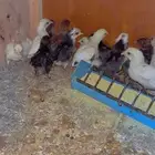 للبيع صوص