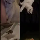 قطه سكوتش فولد للبيع .