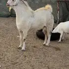 تيس صنف بمعنى الصنف فحل حار ثني توأم