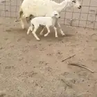 شاه عليها رخل