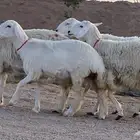 حريات صنف منوة ألقاني(تم البيع)