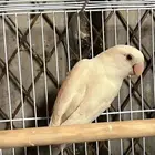 سلام اعرض لكم انثى روز