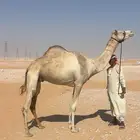 هجن سودانيه عشراء