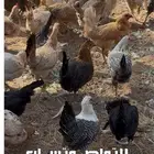 ل للبيع دجاج بلدي بياض هجين لوهمان وتركي وفومي