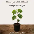 شتلات عنب
