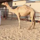 هجن خلفه تحتها بكره