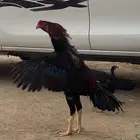 ديك سندي بيور للبيع