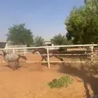 خيل شعبي للبيع
