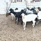 برابر شياة دفيع العدد15