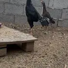 ديك باكستاني