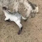 عنز ام جفر طيبه جامع الصحه جيده جدا